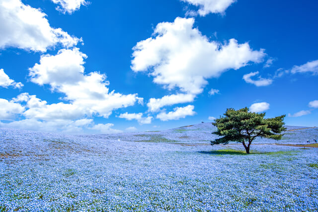 茨城県のホームページイメージ画像